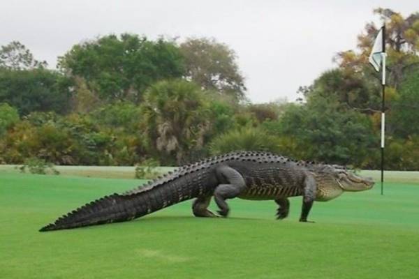 L'alligator géant