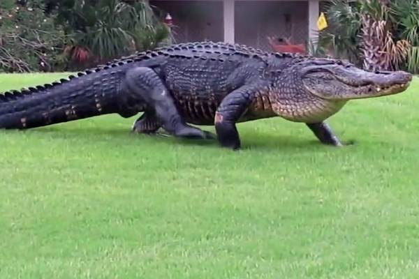 L'alligator géant