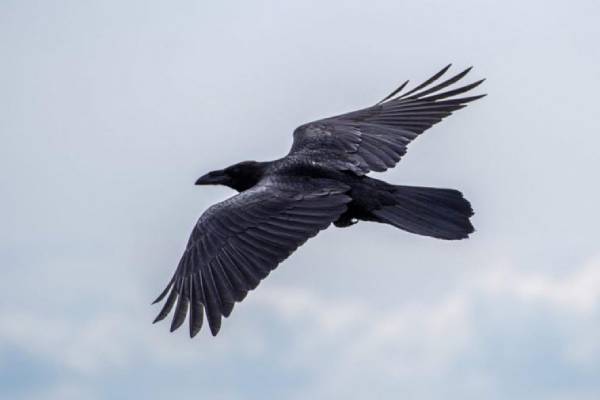 Un corbeau attaque un drone