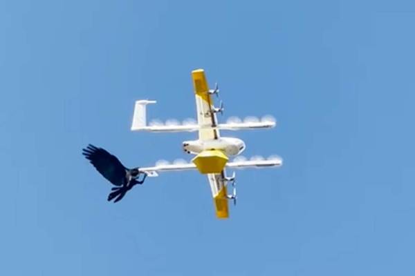 Un corbeau attaque un drone